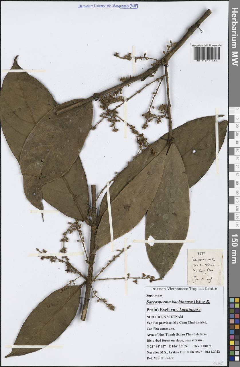 Sarcosperma kachinense (King & Prain) Exell, Зарубежная Азия (ASIA) (Вьетнам)