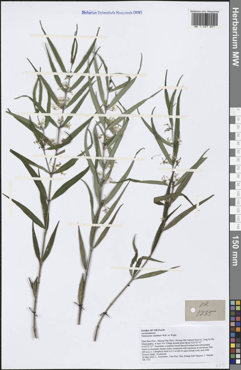 Pentasacme caudatum Wall. ex Wight, Зарубежная Азия (ASIA) (Вьетнам)