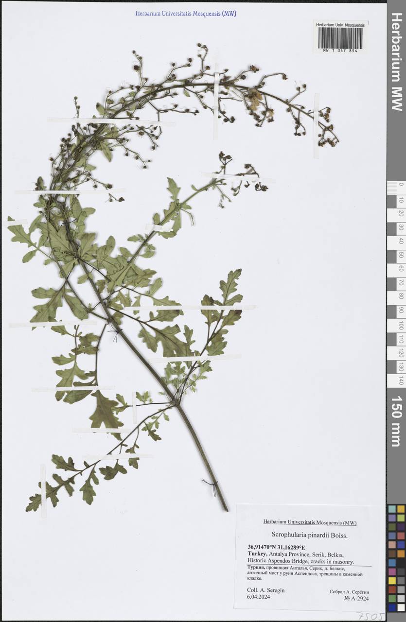 Scrophularia pinardii Boiss., Зарубежная Азия (ASIA) (Турция)