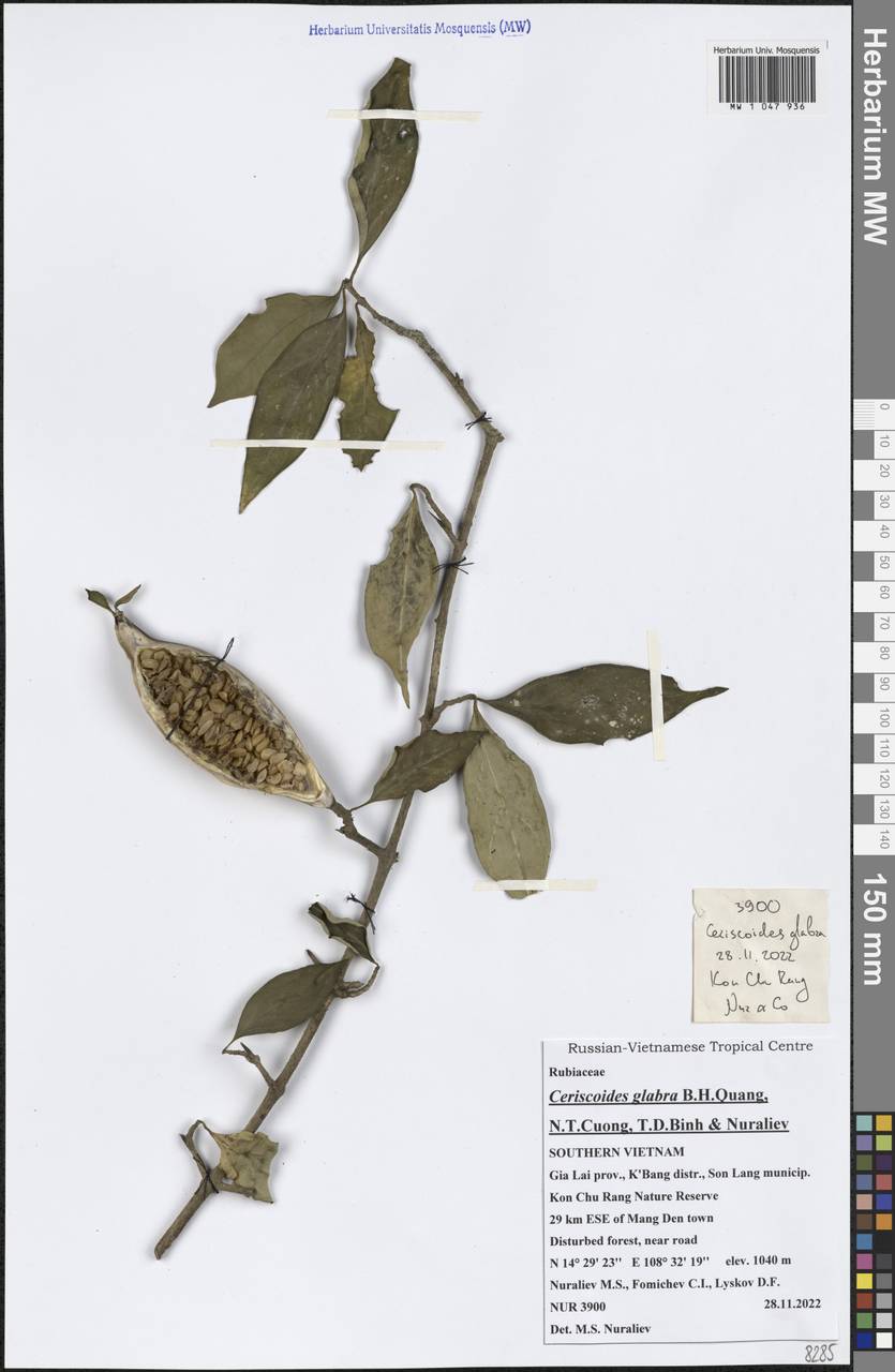 Ceriscoides glabra B.H.Quang, N.T.Cuong, T.D.Binh & Nuraliev, Зарубежная Азия (ASIA) (Вьетнам)