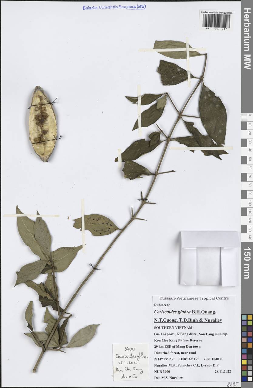 Ceriscoides glabra B.H.Quang, N.T.Cuong, T.D.Binh & Nuraliev, Зарубежная Азия (ASIA) (Вьетнам)