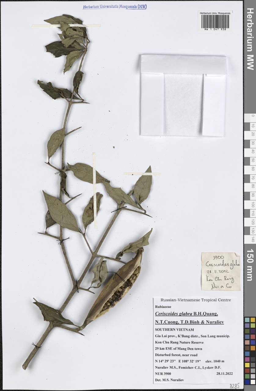 Ceriscoides glabra B.H.Quang, N.T.Cuong, T.D.Binh & Nuraliev, Зарубежная Азия (ASIA) (Вьетнам)