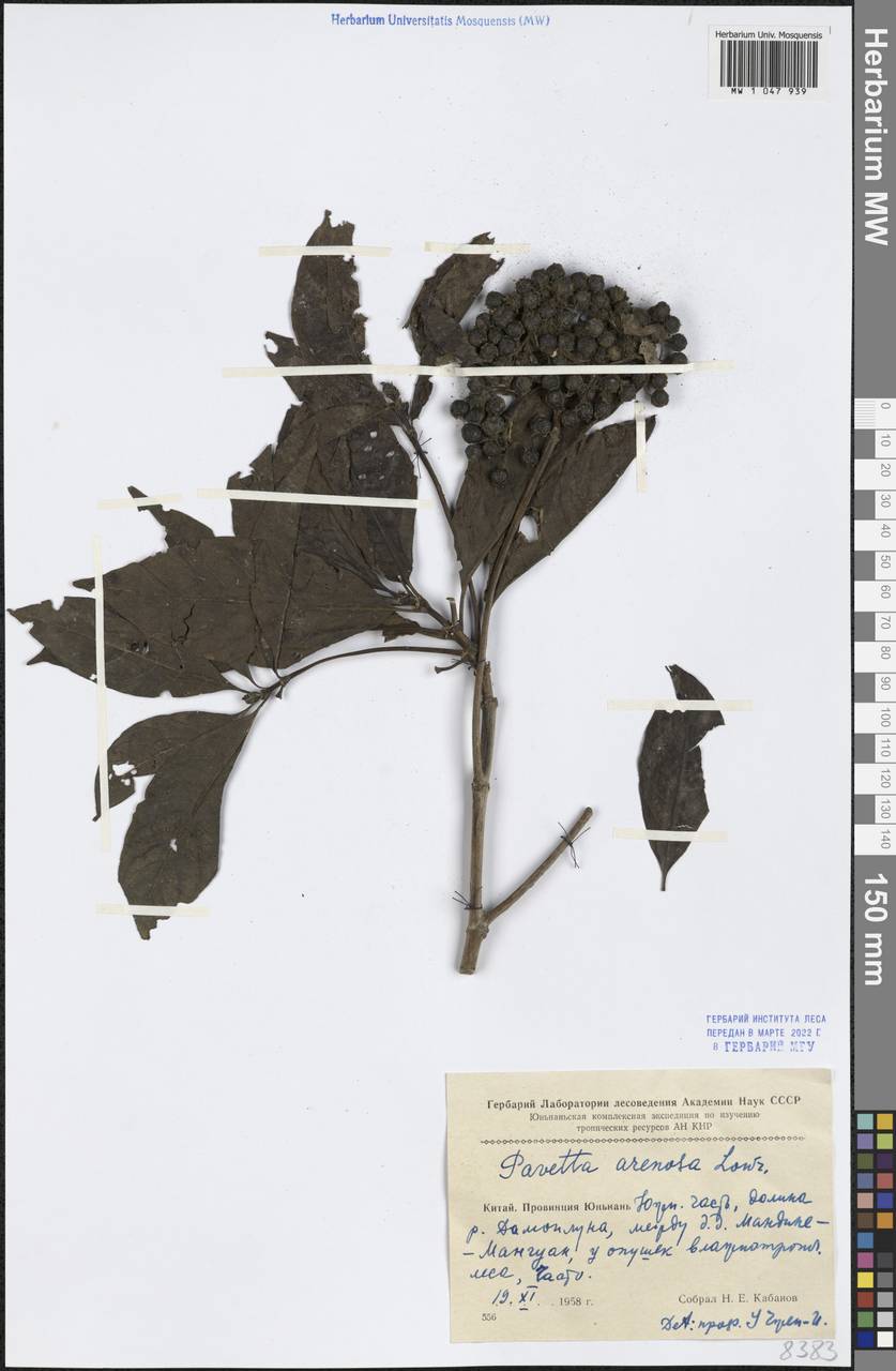 Pavetta arenosa Lour., Зарубежная Азия (ASIA) (КНР)