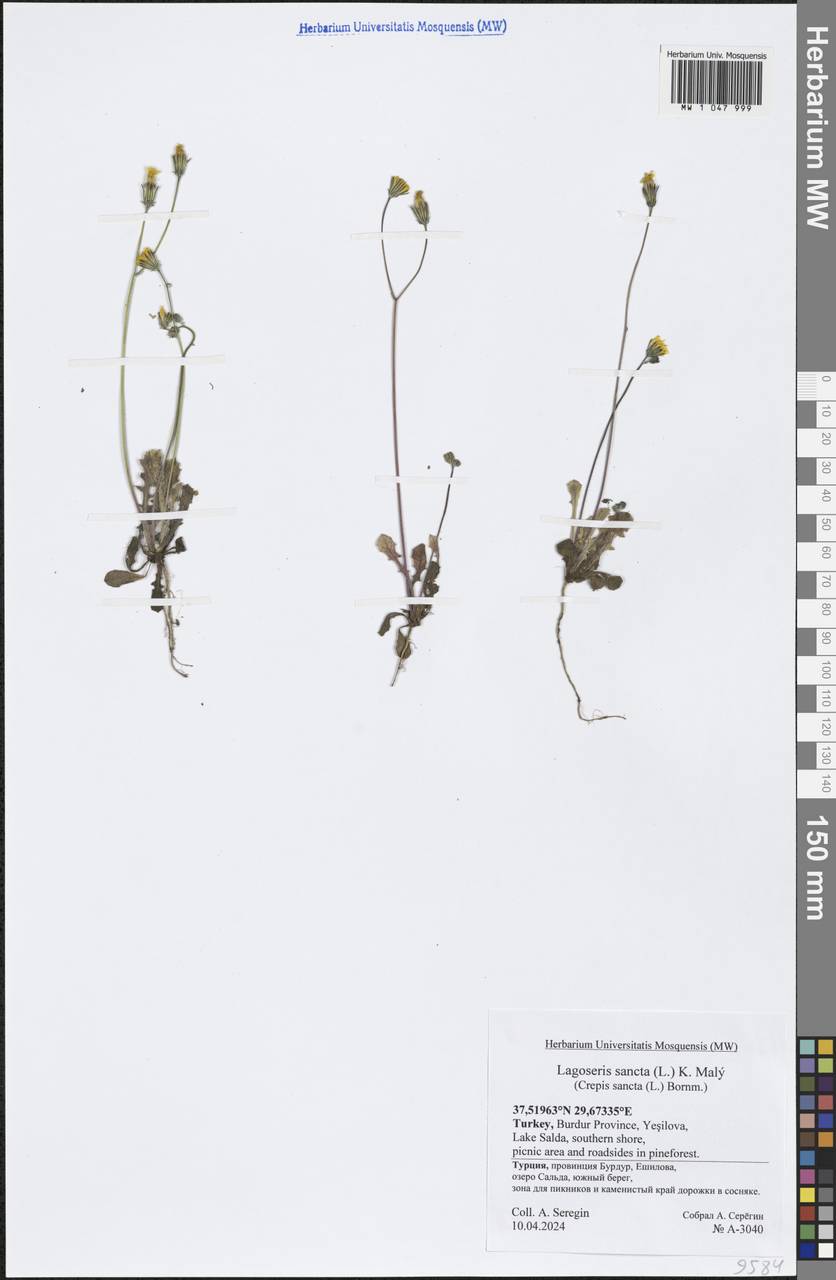 Crepis sancta subsp. sancta, Зарубежная Азия (ASIA) (Турция)