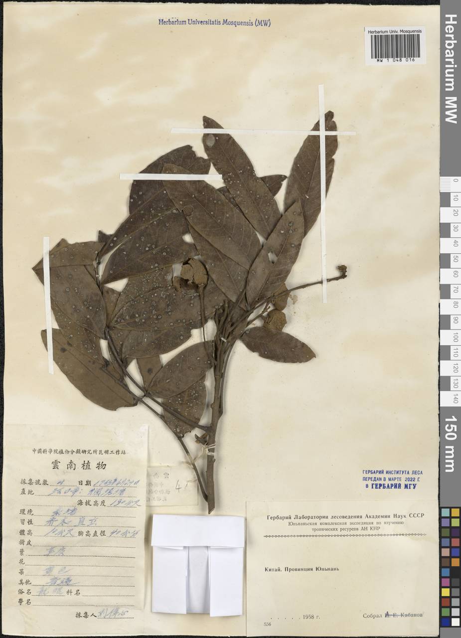 Magnoliopsida, Зарубежная Азия (ASIA) (КНР)