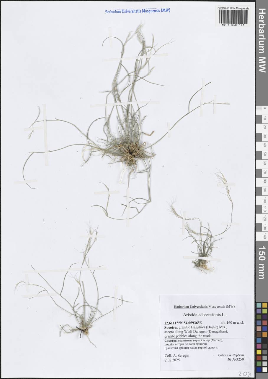 Aristida adscensionis L., Зарубежная Азия (ASIA) (Йемен)