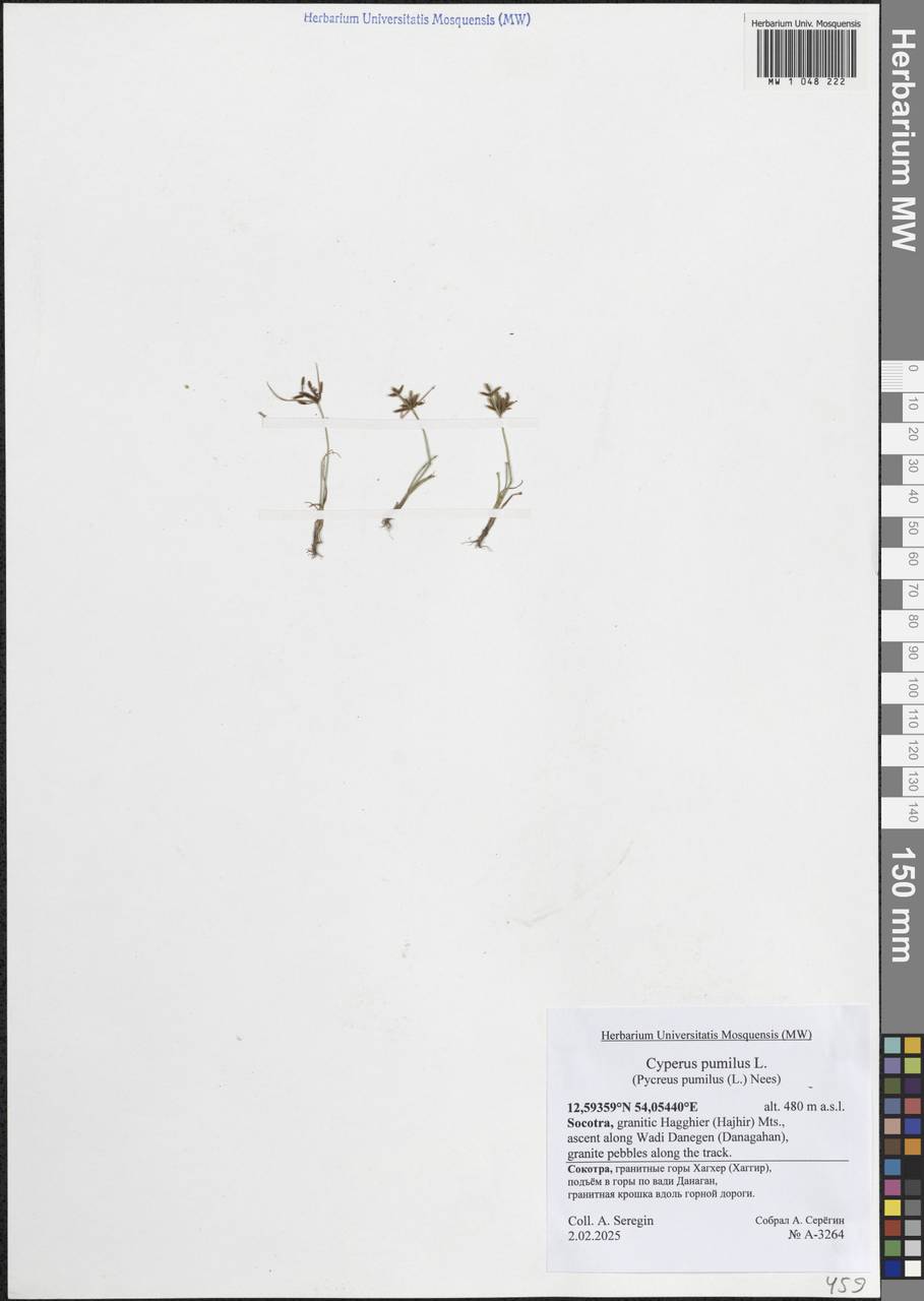Cyperus pumilus L., Зарубежная Азия (ASIA) (Йемен)