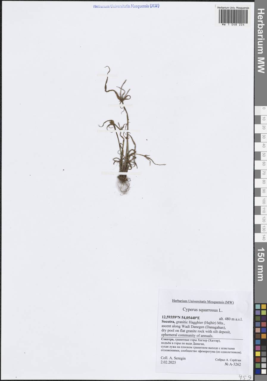 Cyperus squarrosus L., Зарубежная Азия (ASIA) (Йемен)