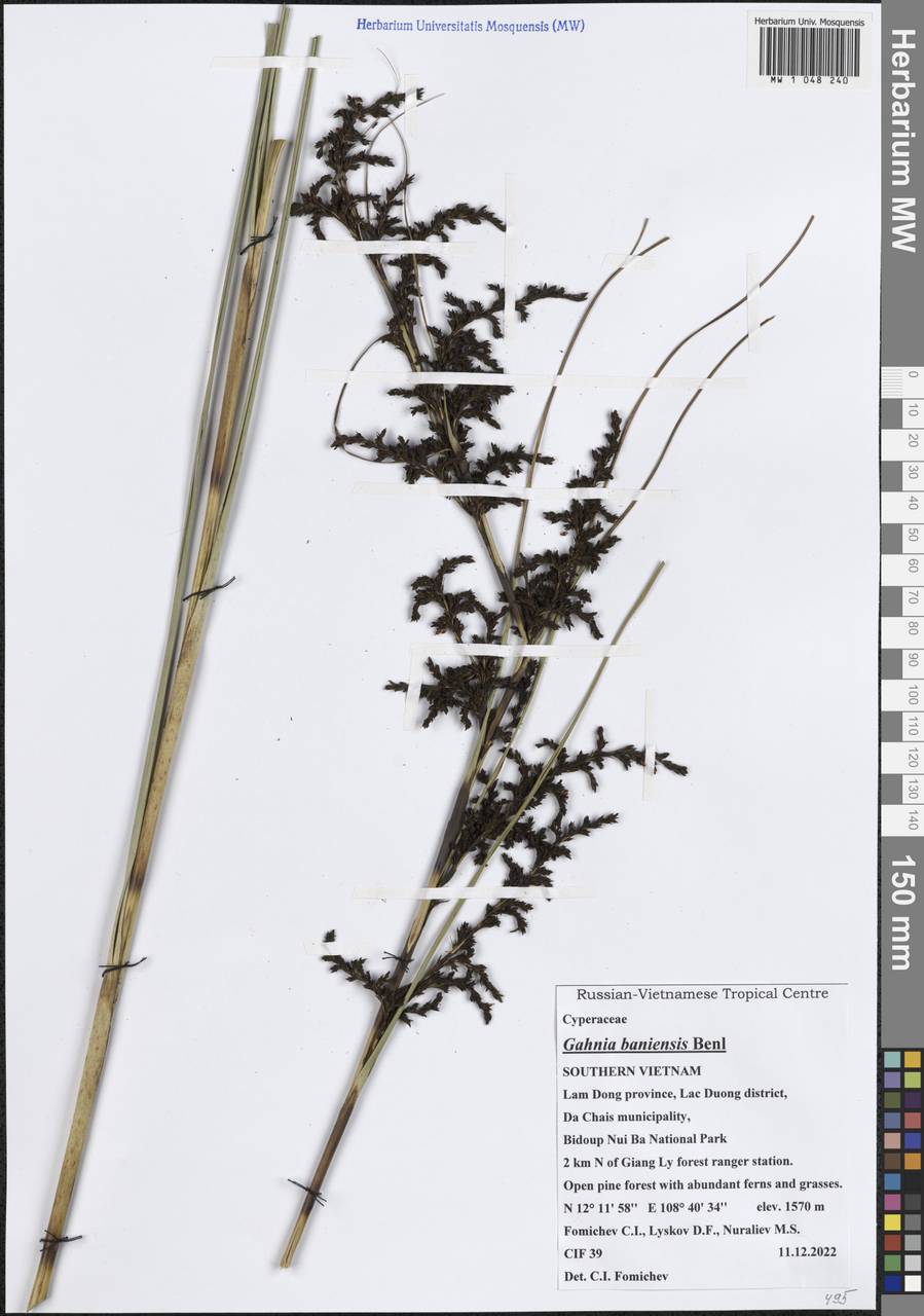 Gahnia baniensis (Bani-Sawsedge)