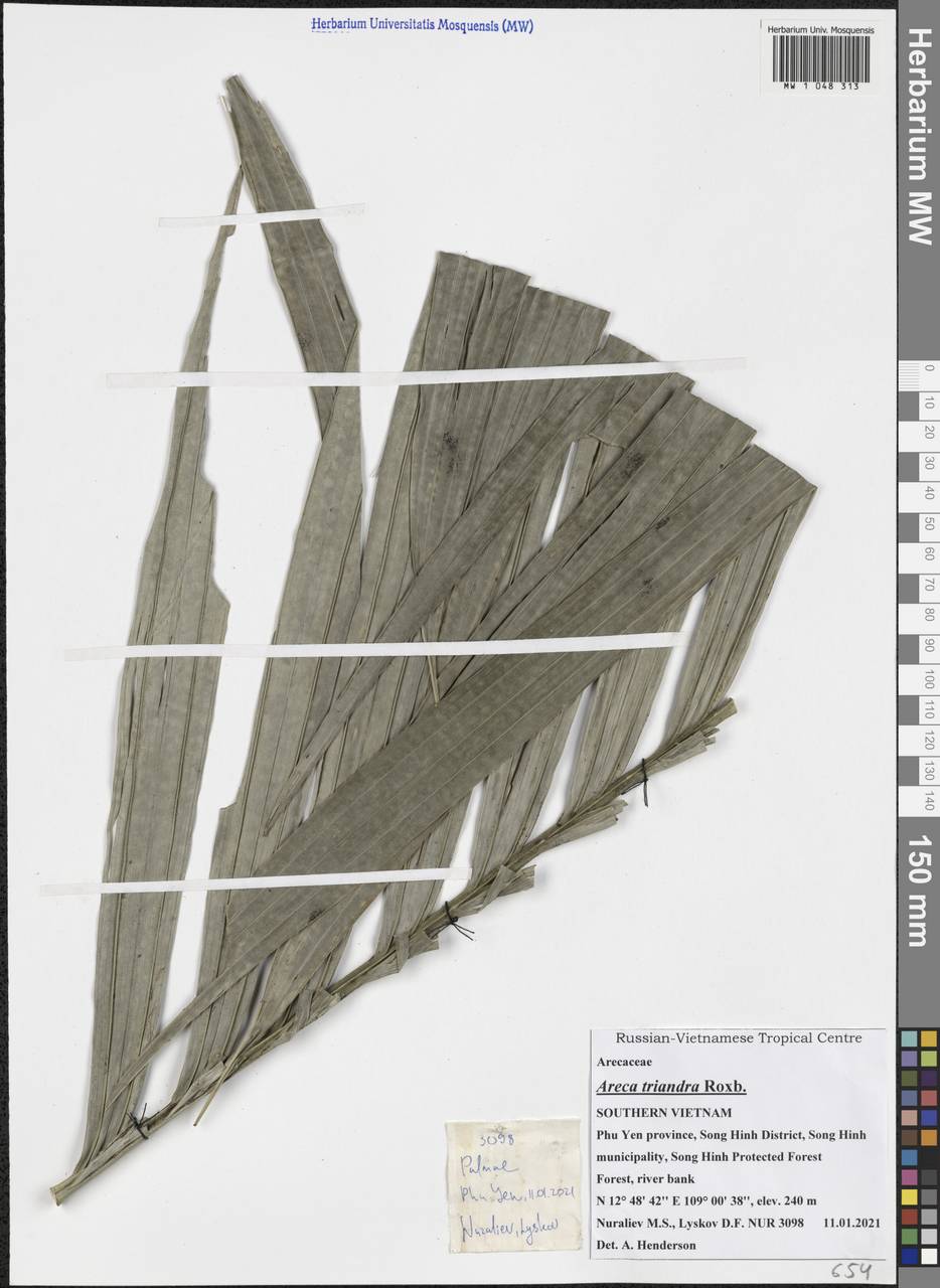 Areca triandra Roxb. ex Buch.-Ham., Зарубежная Азия (ASIA) (Вьетнам)