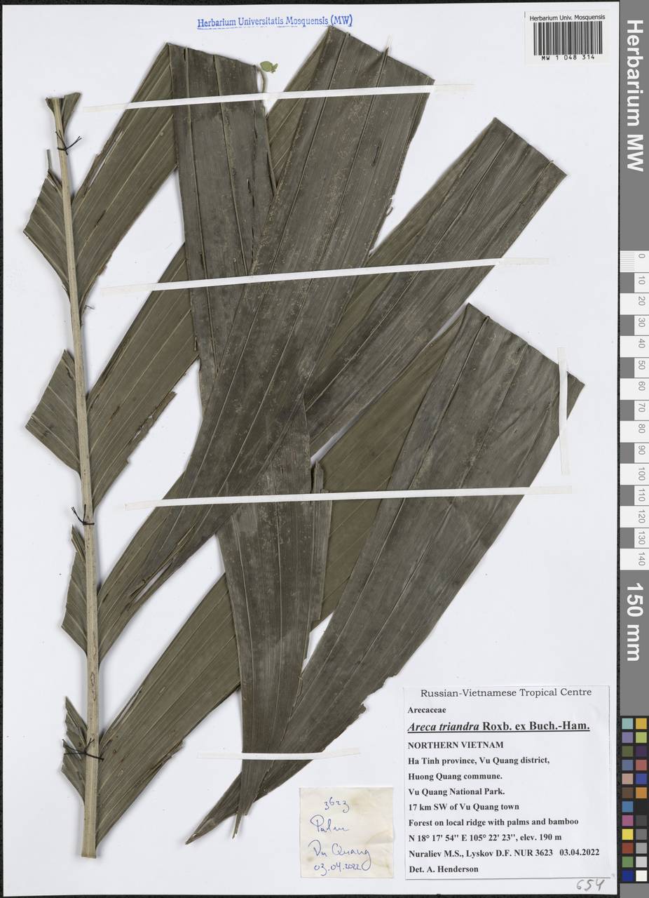 Areca triandra Roxb. ex Buch.-Ham., Зарубежная Азия (ASIA) (Вьетнам)