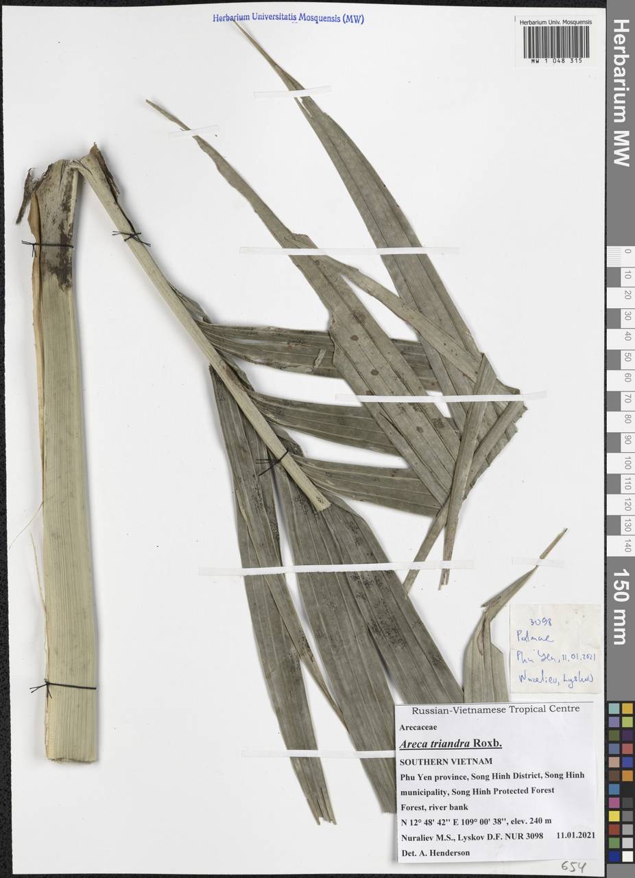 Areca triandra Roxb. ex Buch.-Ham., Зарубежная Азия (ASIA) (Вьетнам)