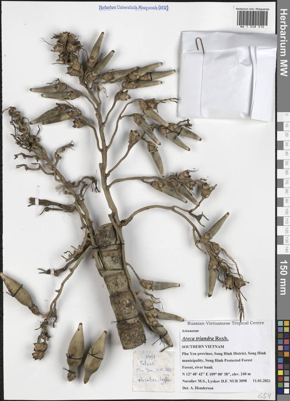 Areca triandra Roxb. ex Buch.-Ham., Зарубежная Азия (ASIA) (Вьетнам)