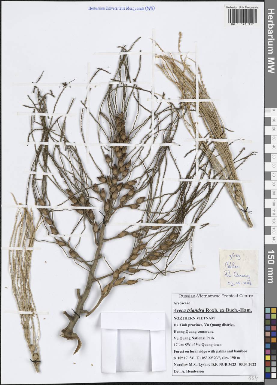 Areca triandra Roxb. ex Buch.-Ham., Зарубежная Азия (ASIA) (Вьетнам)