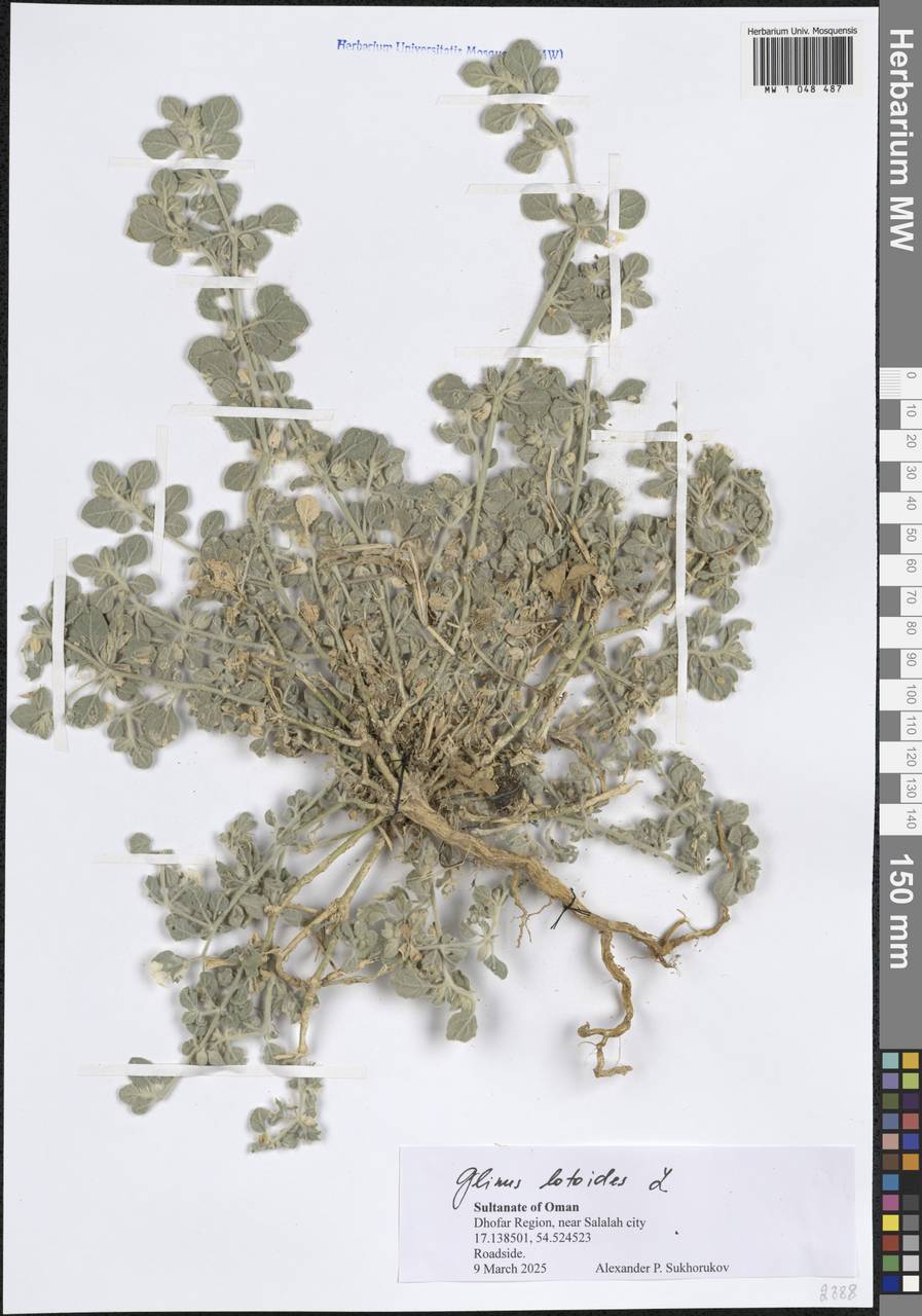 Глинус лядвенцевидный L., Зарубежная Азия (ASIA) (Оман)