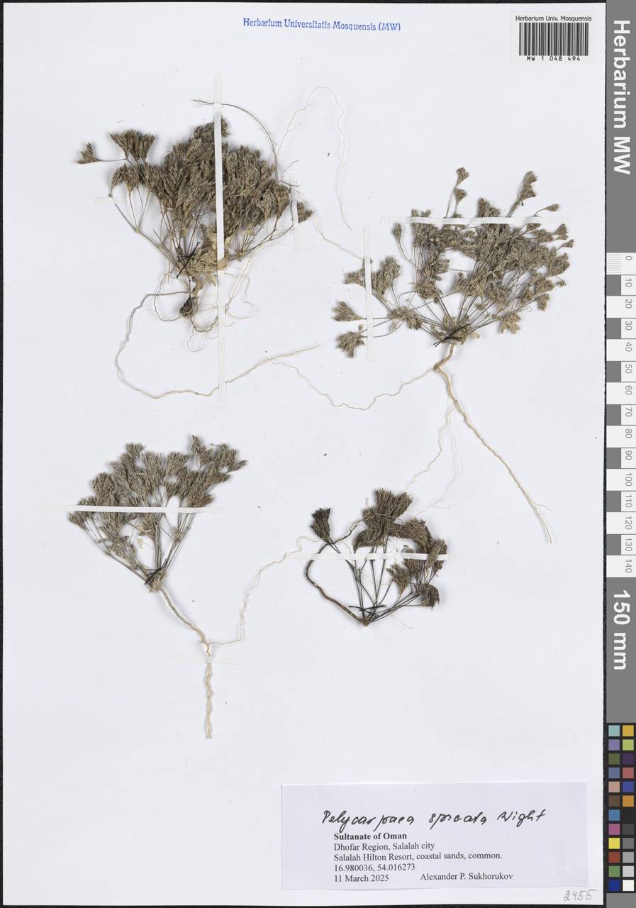 Polycarpaea spicata Arn., Зарубежная Азия (ASIA) (Оман)