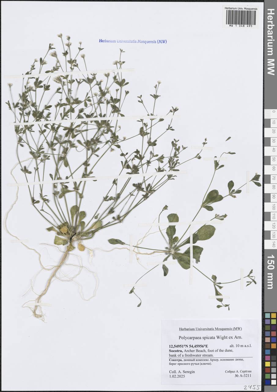 Polycarpaea spicata Arn., Зарубежная Азия (ASIA) (Йемен)