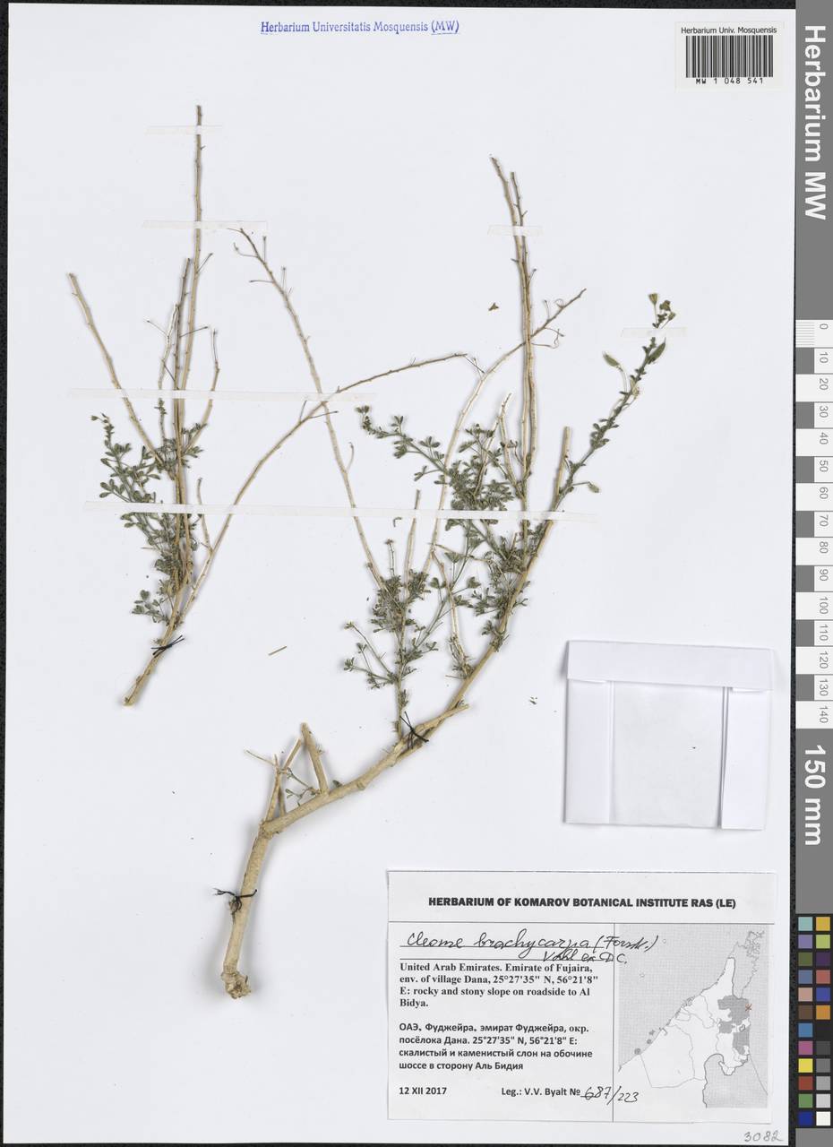 Stylidocleome brachycarpa (Vahl ex DC.) Roalson & J.C.Hall, Зарубежная Азия (ASIA) (ОАЭ)