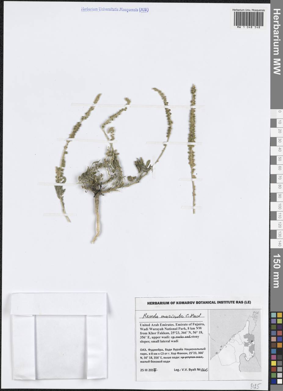 Reseda muricata C.Presl, Зарубежная Азия (ASIA) (ОАЭ)