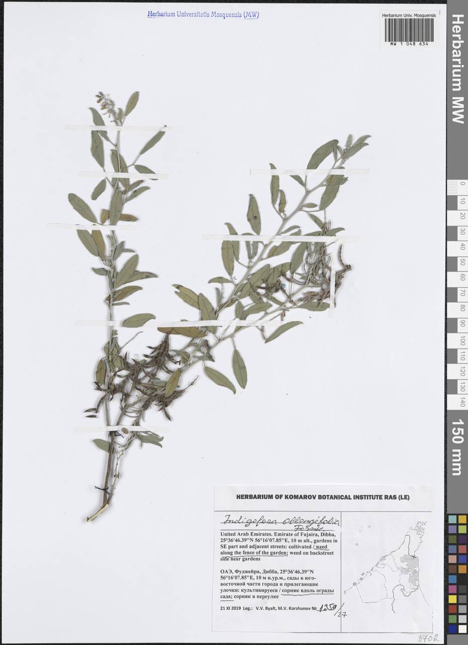 Indigofera oblongifolia Forssk., Зарубежная Азия (ASIA) (ОАЭ)