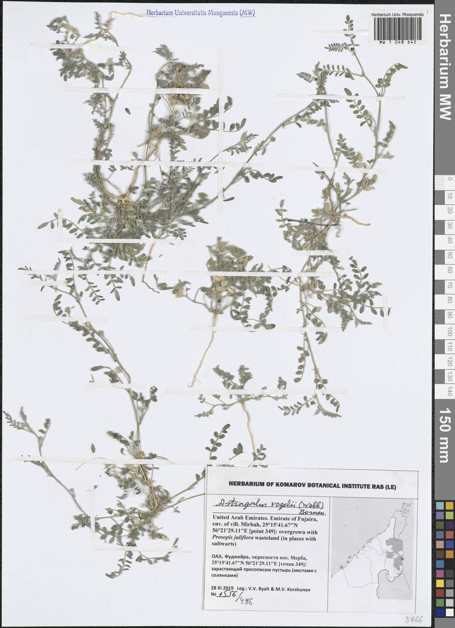 Podlechiella vogelii (Webb) Maassoumi & Kaz.Osaloo, Зарубежная Азия (ASIA) (ОАЭ)