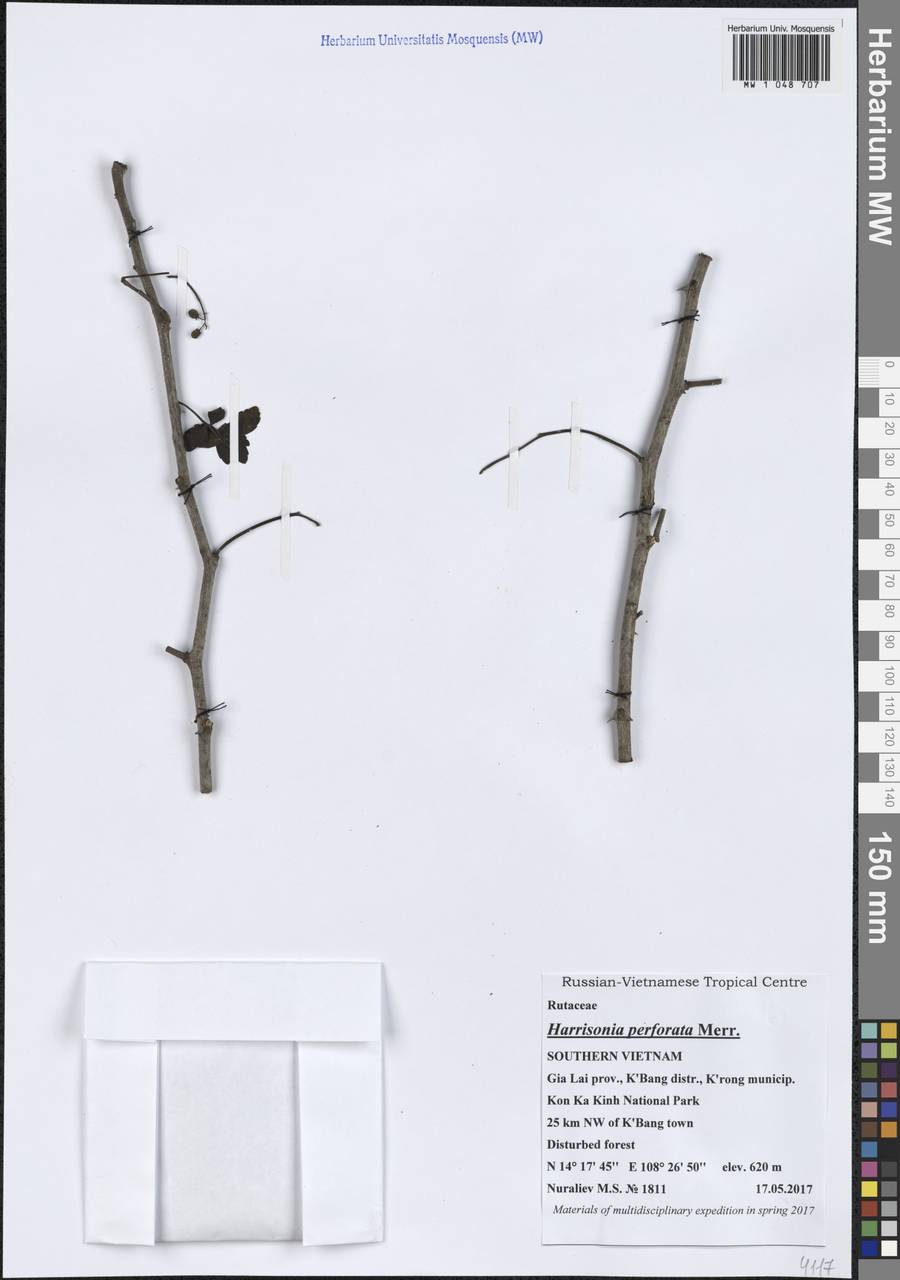 Гаррисония продырявленная (Blanco) Merr., Зарубежная Азия (ASIA) (Вьетнам)