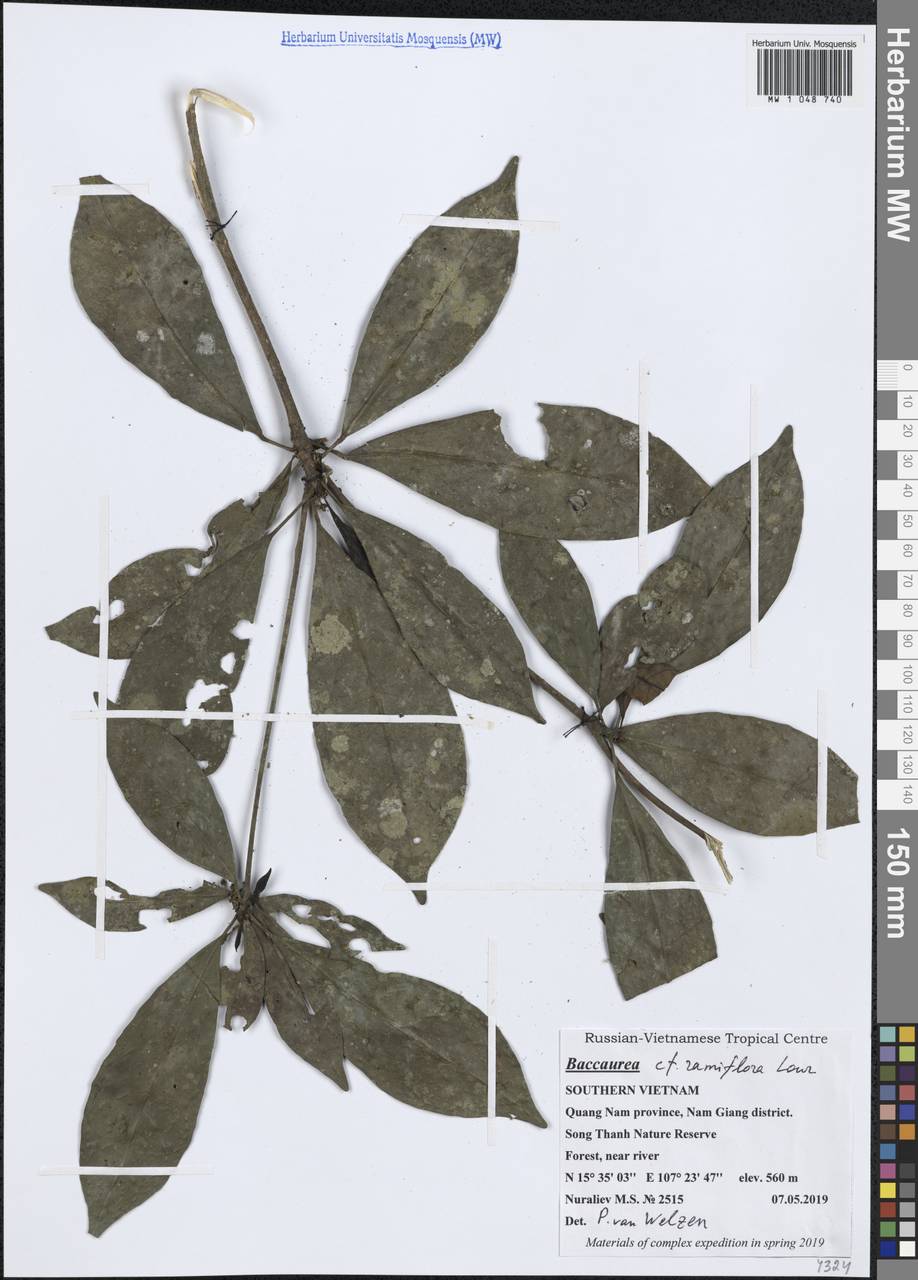 Baccaurea ramiflora Lour., Зарубежная Азия (ASIA) (Вьетнам)