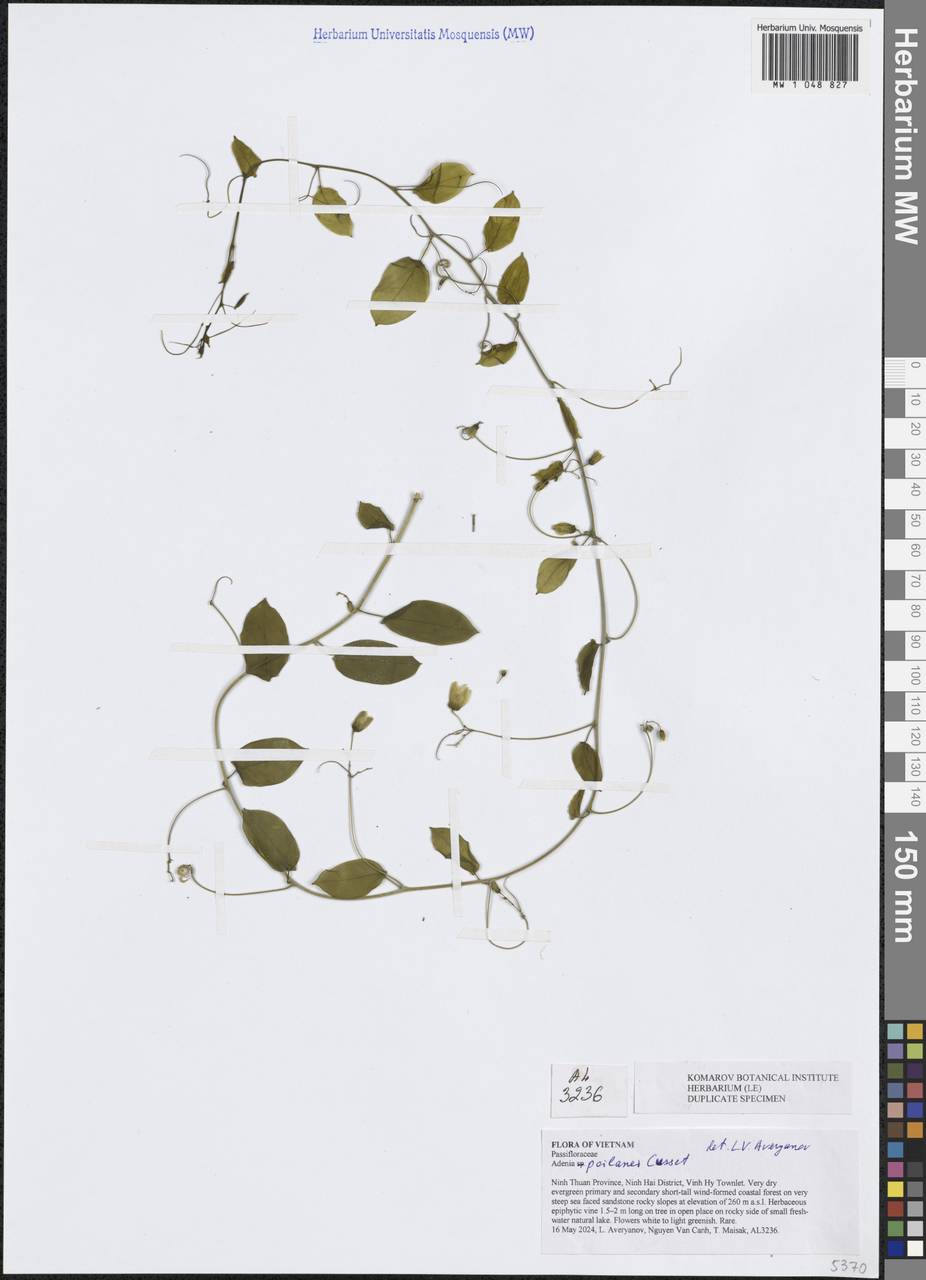 Adenia poilanei