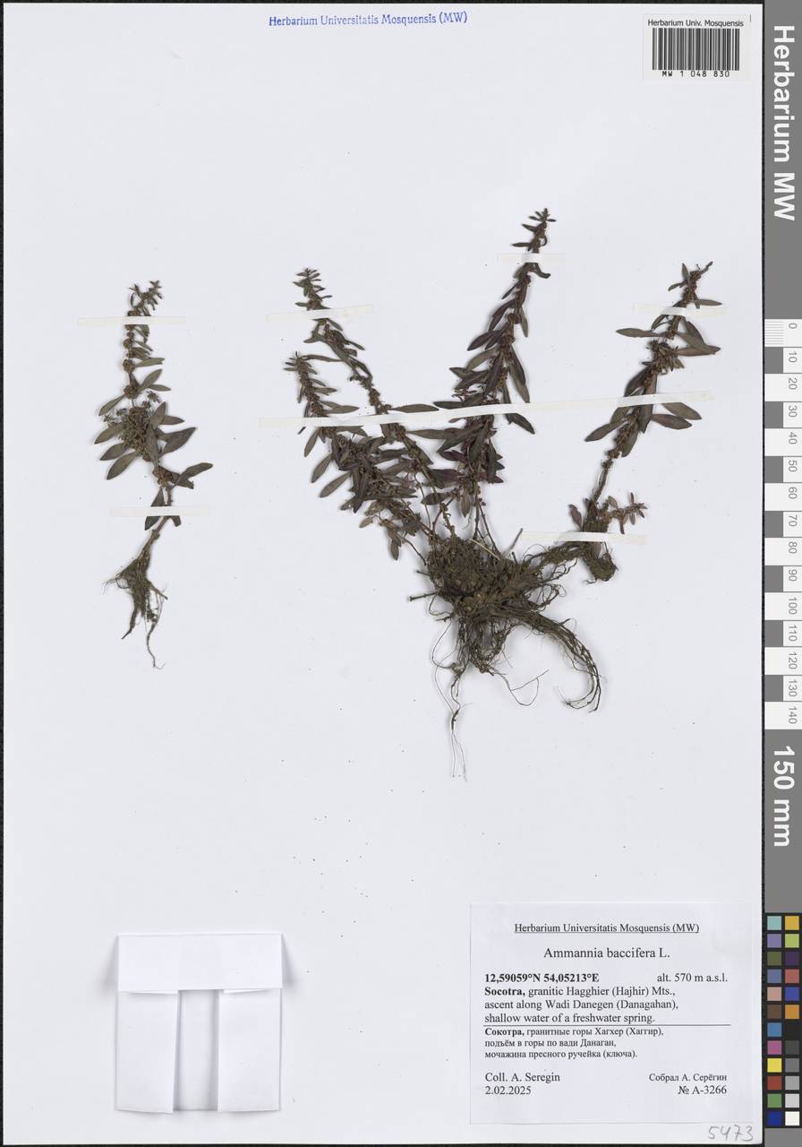 Аммания ягодная L., Зарубежная Азия (ASIA) (Йемен)