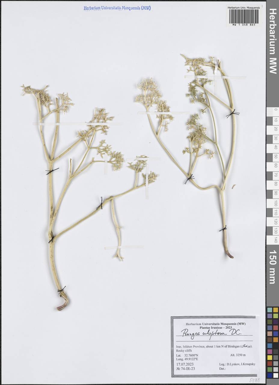 Прангос курчавокрылый DC., Зарубежная Азия (ASIA) (Иран)
