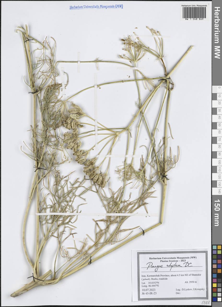 Прангос курчавокрылый DC., Зарубежная Азия (ASIA) (Иран)