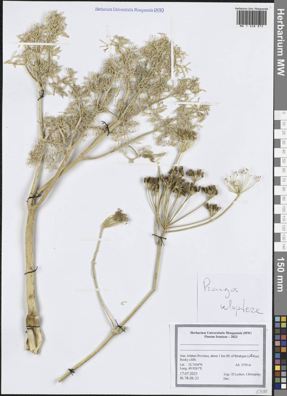 Прангос курчавокрылый DC., Зарубежная Азия (ASIA) (Иран)