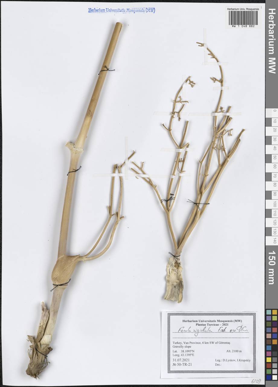 Ферула жестковатая DC., Зарубежная Азия (ASIA) (Турция)
