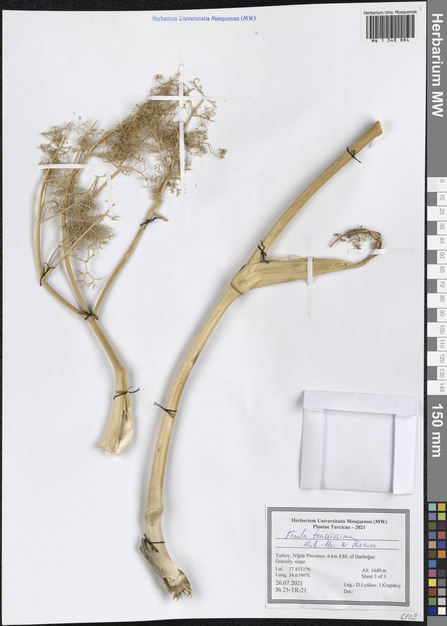Ferula tenuissima Hub.-Mor. & Peşmen, Зарубежная Азия (ASIA) (Турция)