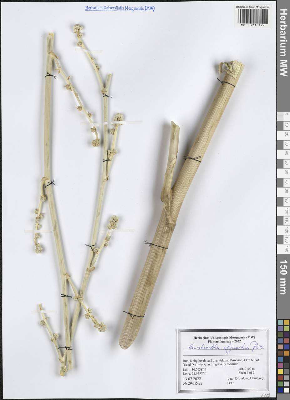 Haussknechtia elymaitica Boiss., Зарубежная Азия (ASIA) (Иран)