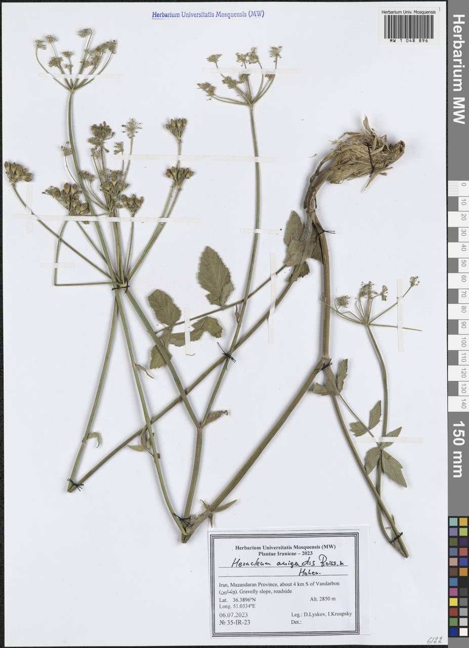 Heracleum anisactis Boiss. & Hohen., Зарубежная Азия (ASIA) (Иран)