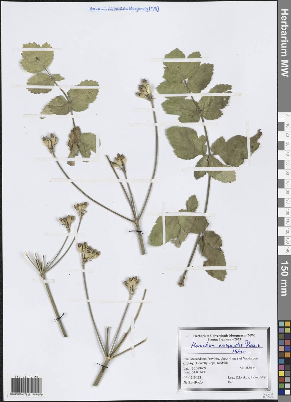 Heracleum anisactis Boiss. & Hohen., Зарубежная Азия (ASIA) (Иран)