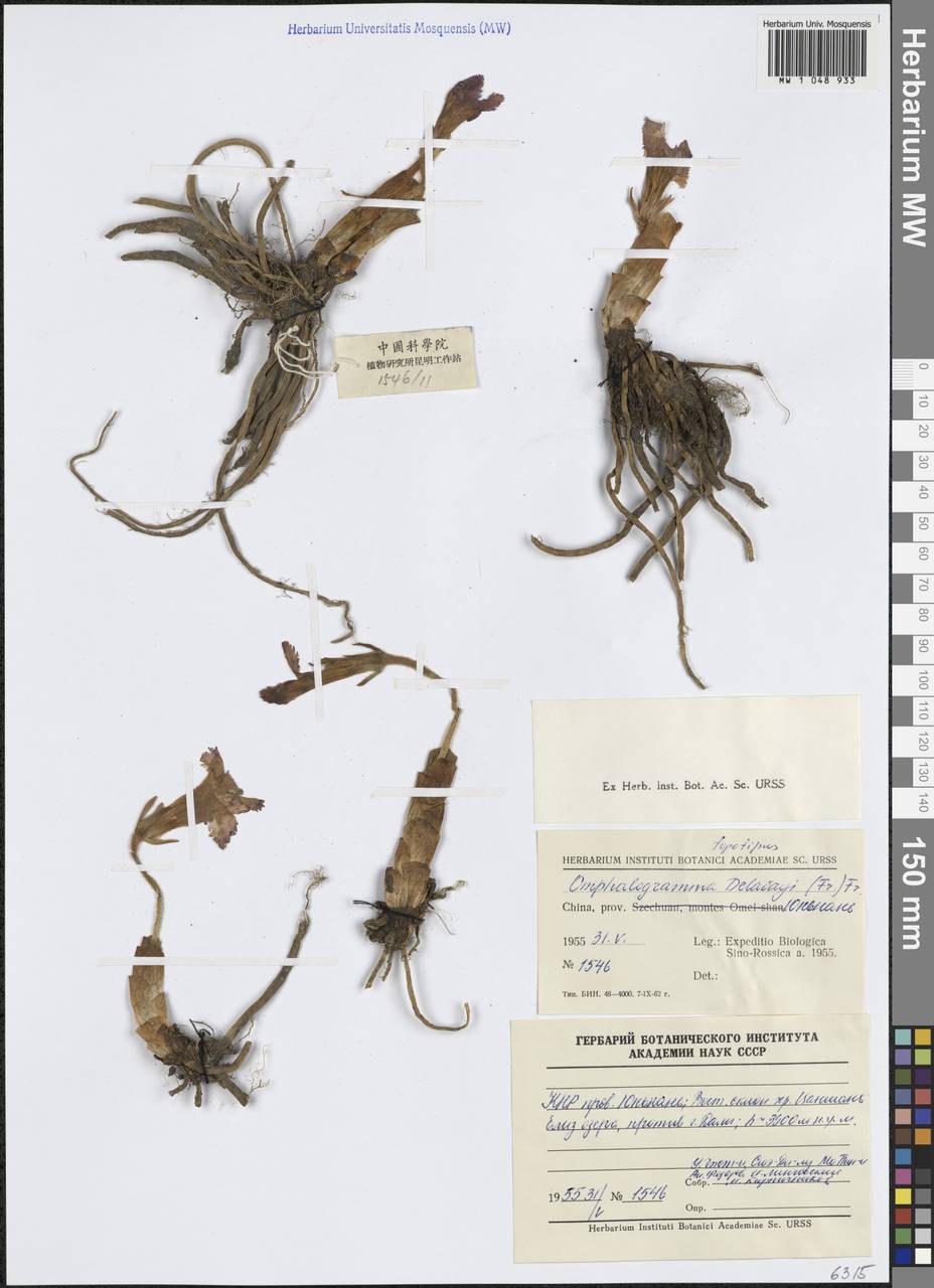 Omphalogramma delavayi (Franch.) Franch., Зарубежная Азия (ASIA) (КНР)