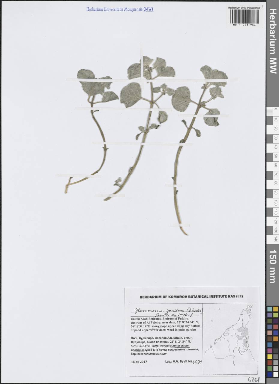 Cynanchum varians (Stocks) Liede & Khanum, Зарубежная Азия (ASIA) (ОАЭ)