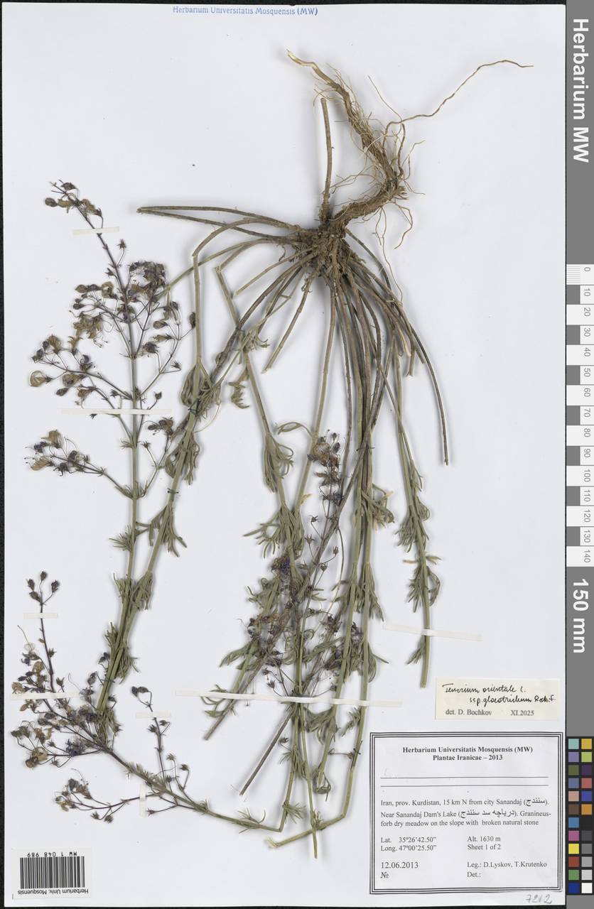 Teucrium orientale subsp. gloeotrichum Rech.fil., Зарубежная Азия (ASIA) (Иран)