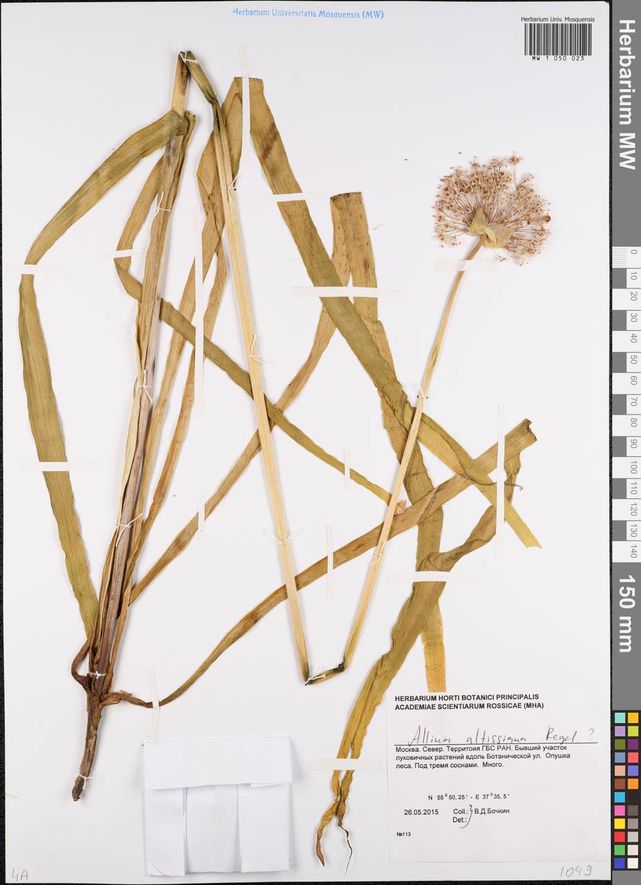 Лук высокий Regel, Восточная Европа, Московская область и Москва (E4a) (Россия)