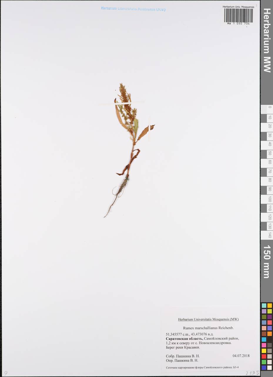 Щавель Маршалла Rchb., Восточная Европа, Нижневолжский район (E9) (Россия)