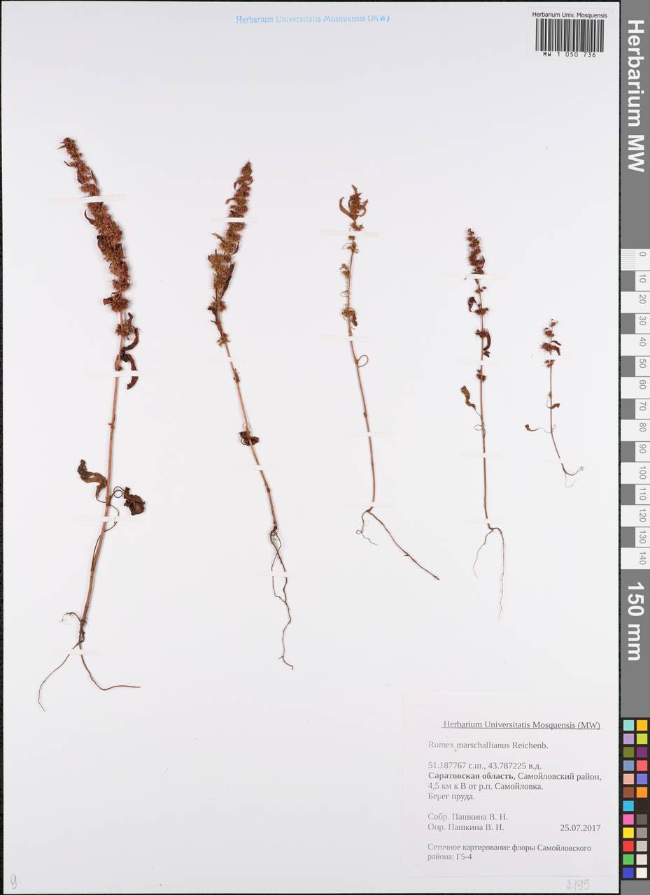 Щавель Маршалла Rchb., Восточная Европа, Нижневолжский район (E9) (Россия)