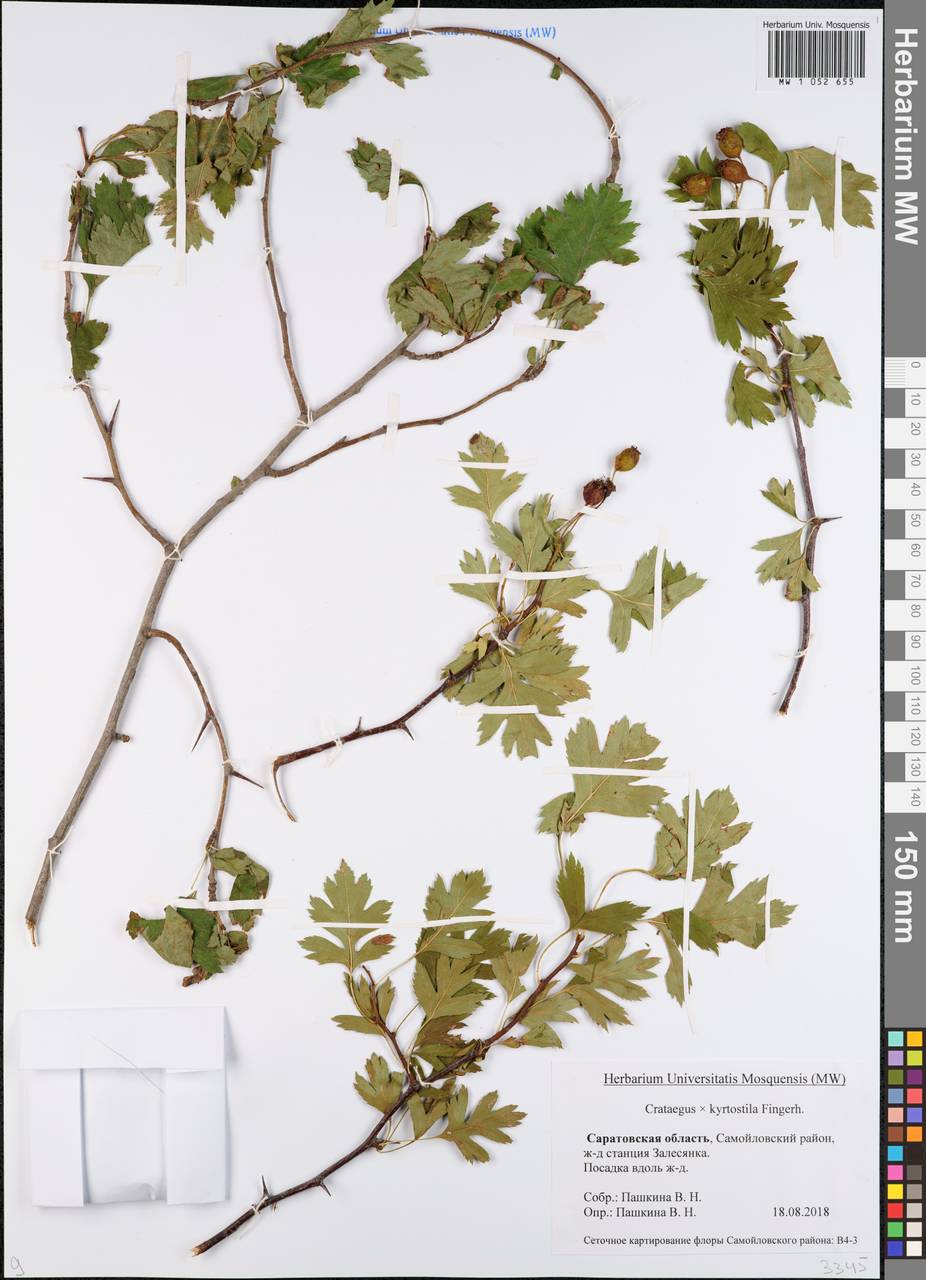 Crataegus praemonticola Holub, Восточная Европа, Нижневолжский район (E9) (Россия)