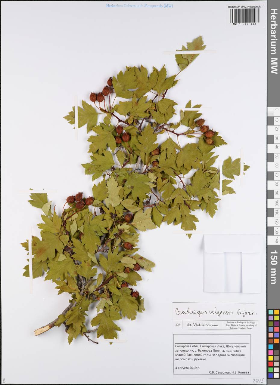 Crataegus ambigua subsp. ambigua, Восточная Европа, Средневолжский район (E8) (Россия)