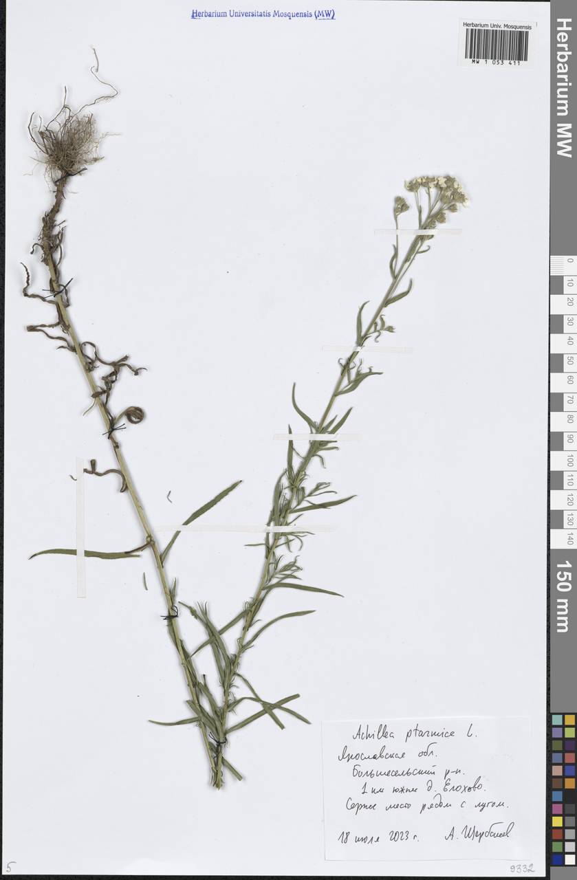 Achillea ptarmica subsp. ptarmica, Восточная Европа, Центральный лесной район (E5) (Россия)