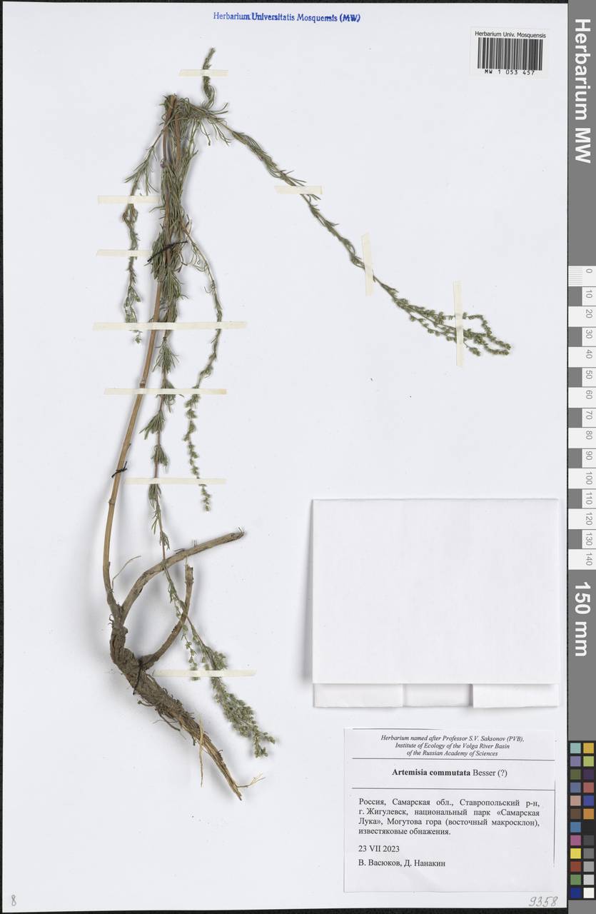 Artemisia pubescens