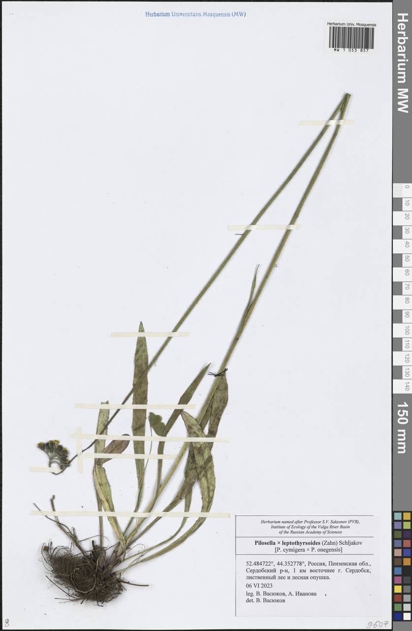 Ястребиночка скученная (Froel.) Fr., Восточная Европа, Средневолжский район (E8) (Россия)