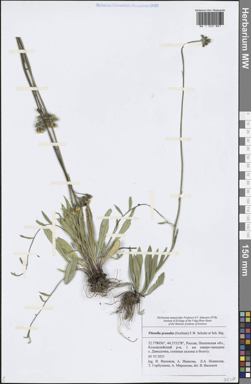 Ястребиночка высокая (Gochnat) S. Bräut. & Greuter, Восточная Европа, Средневолжский район (E8) (Россия)