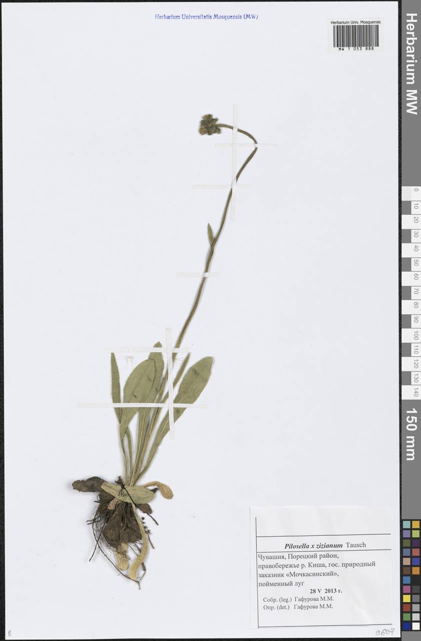 Pilosella ziziana subsp. ziziana, Восточная Европа, Средневолжский район (E8) (Россия)